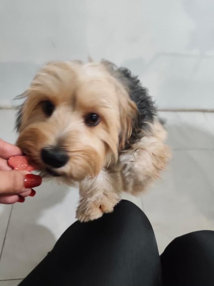 Perrito comiendo premio de la mano de su dueña