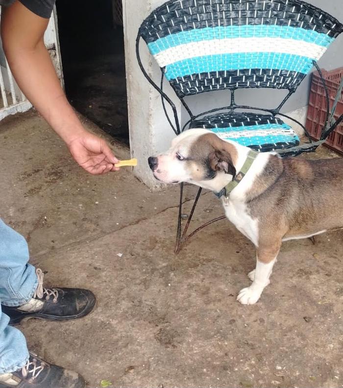 Perrito recibiendo su galleta Kira Barkery