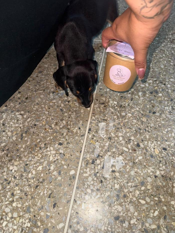 Cachorro oliendo su envase de gomitas Kira Barkery