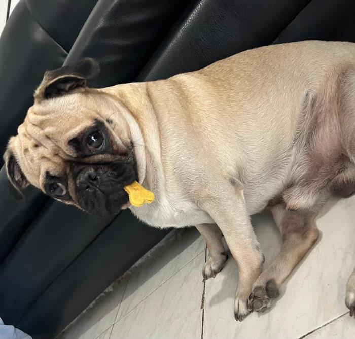 Pug disfrutando una gomita Kira Barkery