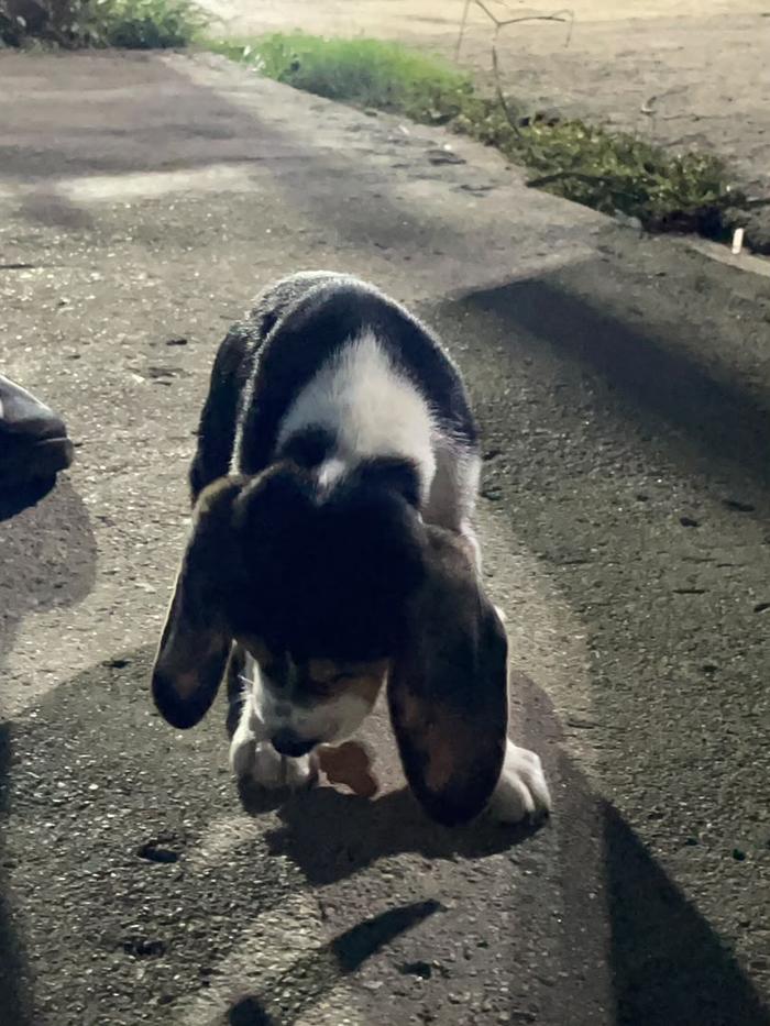 Perrito comiendo su premio Kira Barkery