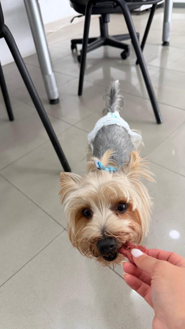 Yorkshire comiendo galleta Kira Barkery