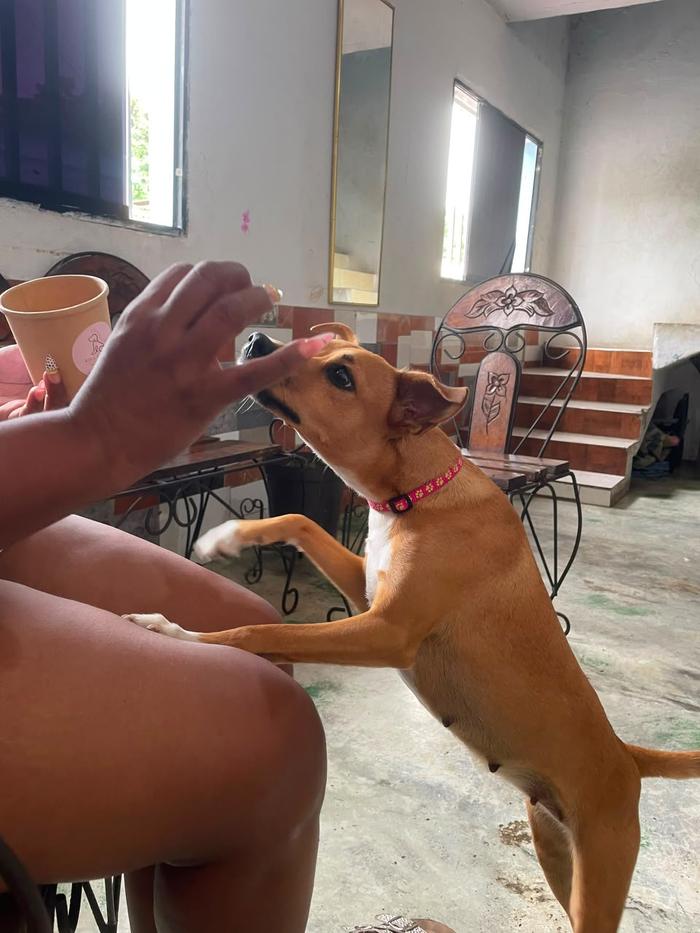 Perrita saltando por su premio Kira Barkery