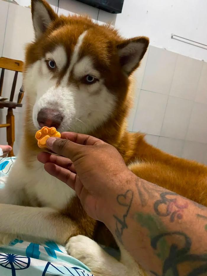 Husky recibiendo una gomita con forma de huella Kira Barkery